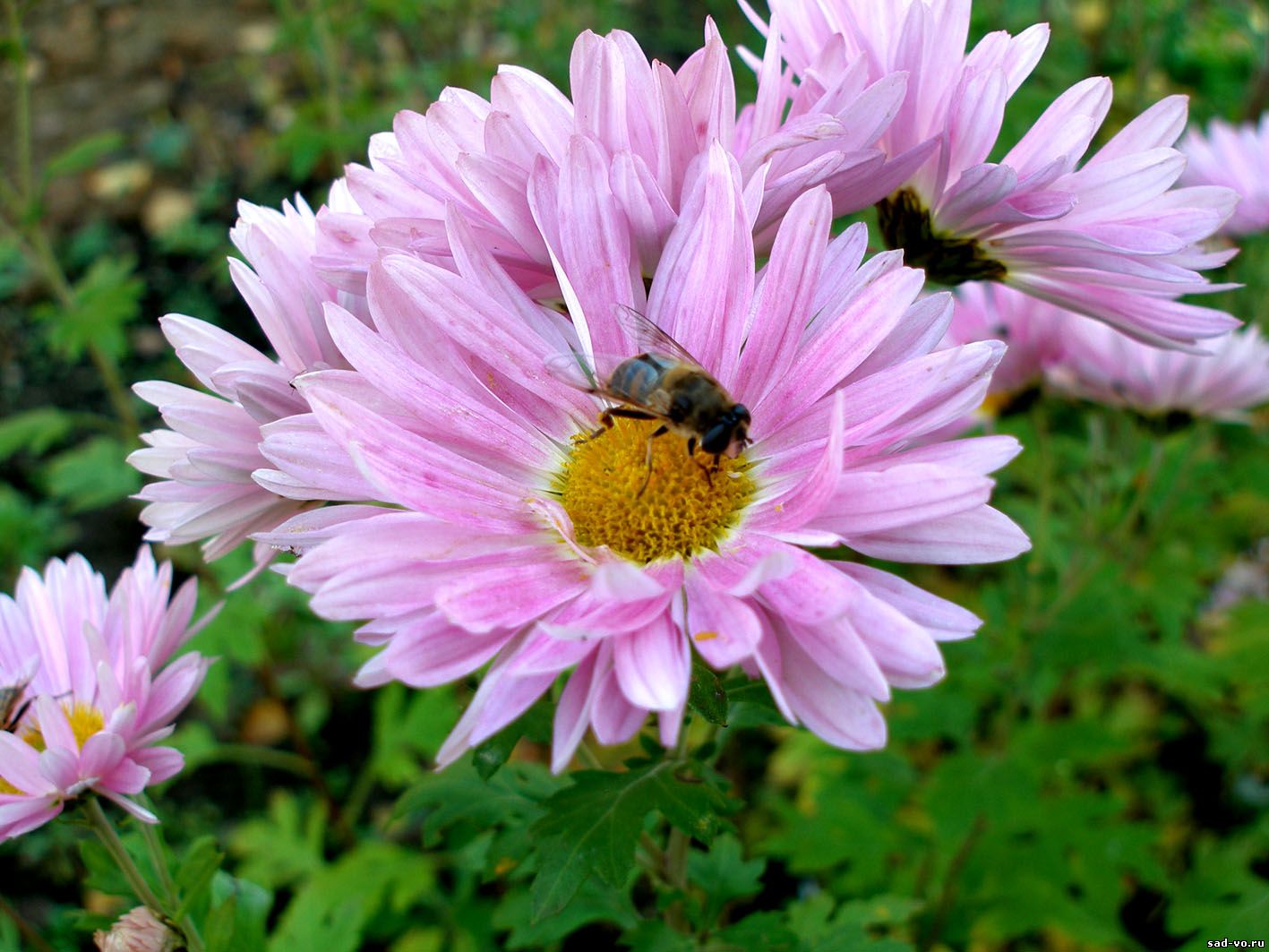 хризантема фото